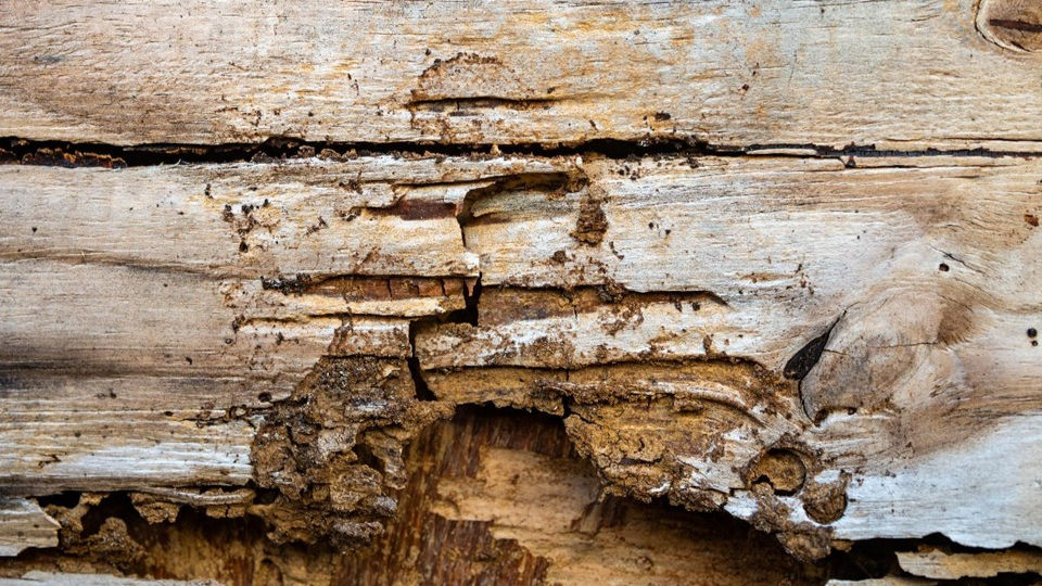 Close view of channels and hollowed areas in wood associated with termite activity