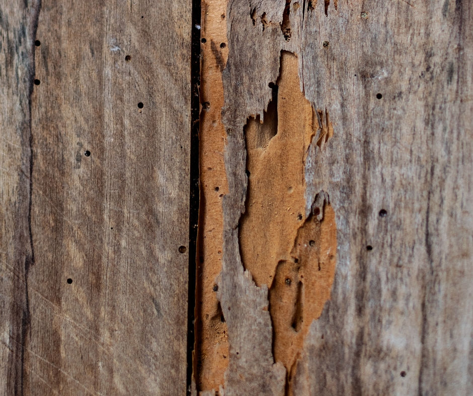 A separate close view of exposed channels and holes in wood associated with termite activity